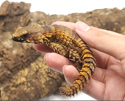 Armadillo lizard